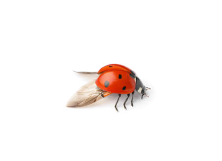 One beautiful red ladybug isolated on whiteの写真素材