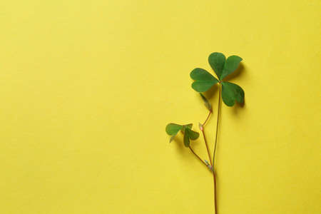 Green clover on yellow background, flat lay. Space for textの写真素材