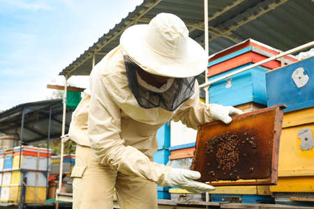 Beekeeper in uniform with honey frame at apiaryの写真素材