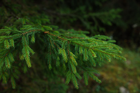 Green branch of beautiful conifer tree in forest, closeup