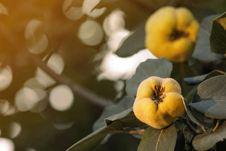 Quince tree branch with fruits outdoors, closeup. Space for textの写真素材