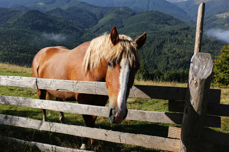 Beautiful view of horse near wooden fence in mountainsの写真素材