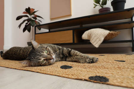 Cute tabby cat lying on floor indoorsの写真素材