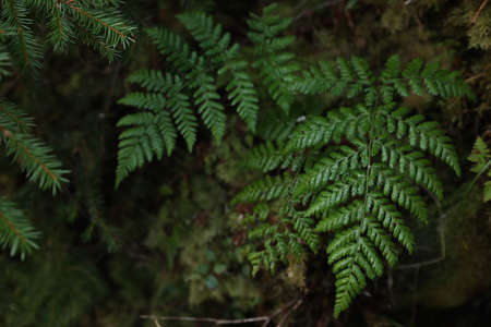 Green fern growing in forest, top viewの写真素材