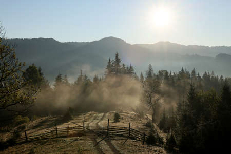 Picturesque view of forest in mountains on sunny dayの写真素材