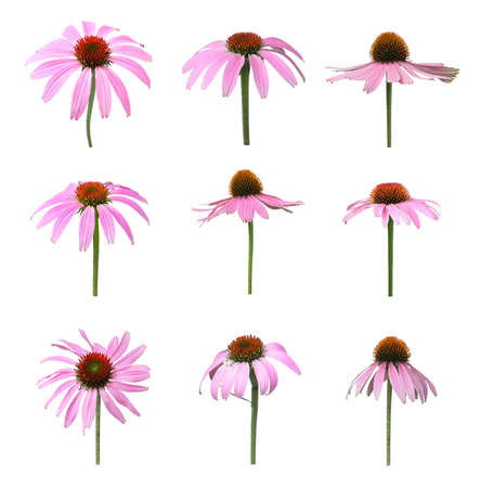 Set with beautiful echinacea flowers on white backgroundの写真素材