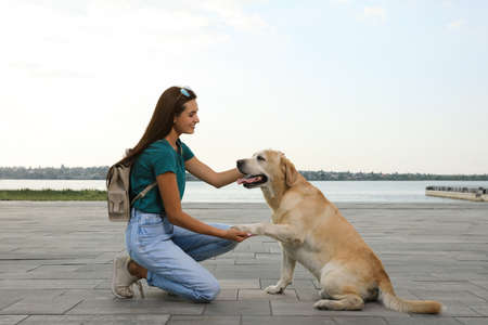 Cute golden retriever dog giving paw to young woman on pierの写真素材