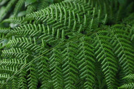 Green fern growing in forest, closeup viewの写真素材