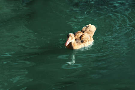 Cute ducks swimming in pond on sunny day. Nature reserveの写真素材