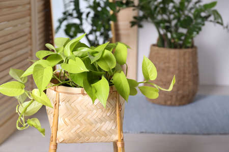 Beautiful potted plant, space for text. Interior designの写真素材