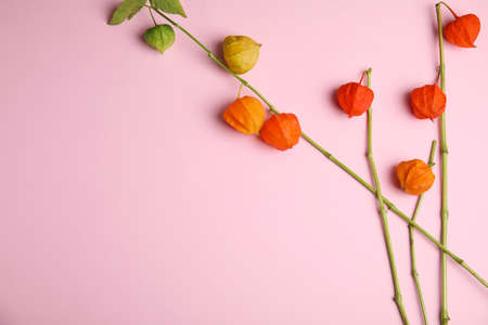 Physalis branches with colorful sepals on pink background, flat lay. Space for textの写真素材