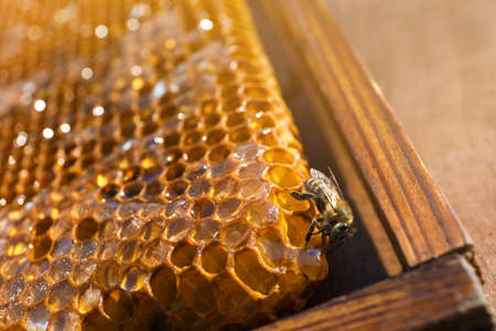 Closeup view of honeycomb frame with beeの写真素材