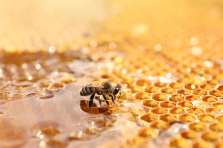 Closeup view of fresh honeycomb with beeの写真素材