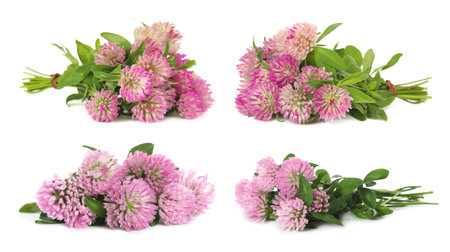Set with beautiful clover flowers on white backgroundの写真素材