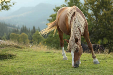 Beautiful horse grazing on green pasture. Lovely petの写真素材