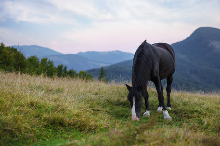 Beautiful black horse grazing on green pasture in mountains. Lovely petの写真素材