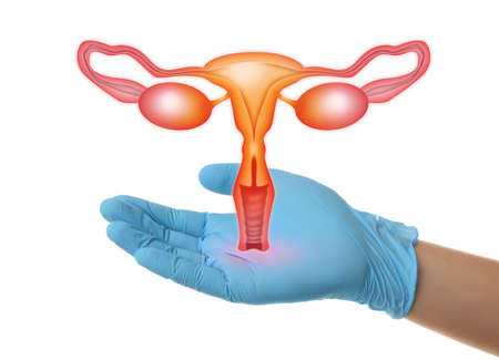 Doctor demonstrating virtual icon with illustration of female reproductive system on white background, closeup. Gynecological careの写真素材