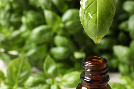 Dripping basil essential oil from green leaf into glass bottle against blurred background, closeup. Space for textの写真素材