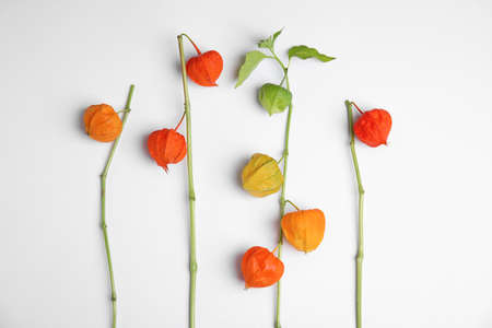 Physalis branches with colorful sepals on white background, flat layの写真素材