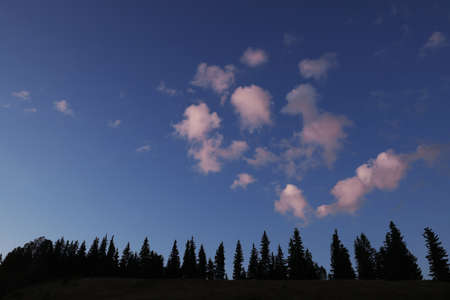Beautiful view of sunset sky over conifer forestの写真素材