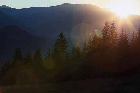Picturesque view of forest in mountains at sunsetの写真素材