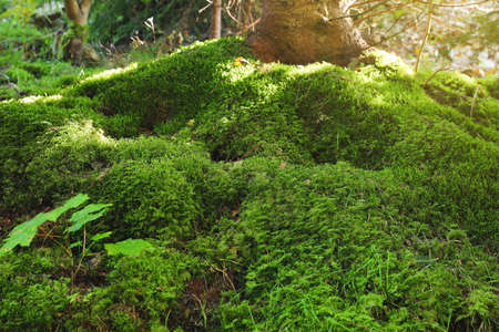 Green moss growing near tree in forestの写真素材
