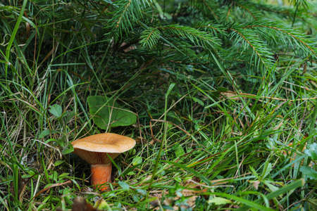 Wild mushroom growing in forest on summer dayの写真素材