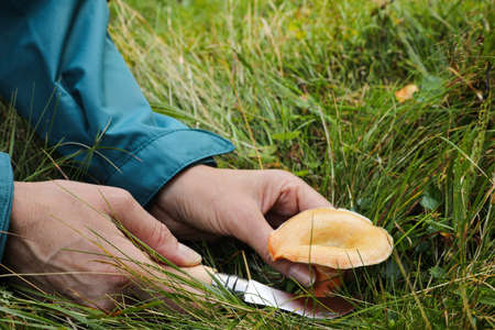 Woman with knife cutting wild mushroom in forest, closeupの写真素材