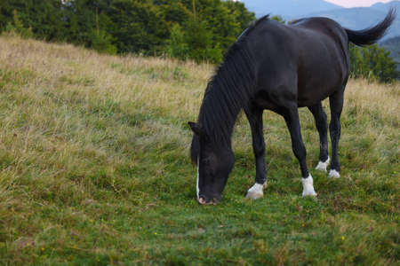 Beautiful black horse grazing on green pasture. Lovely petの写真素材