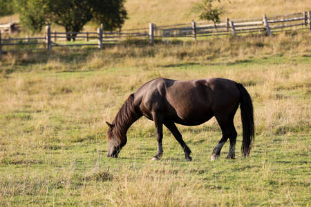 Horse grazing at green pasture. Lovely petの写真素材