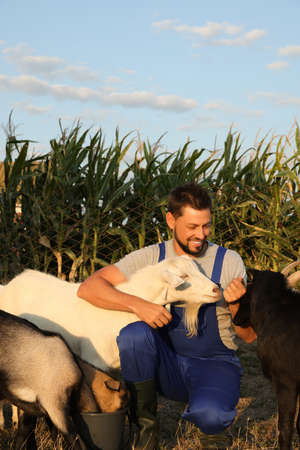 Man with goats at farm. Animal husbandryの写真素材