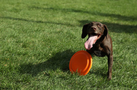 Cute German Shorthaired Pointer dog playing with flying disk in park