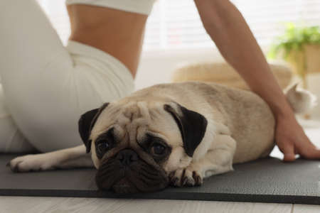 Woman with dog practicing yoga at home, closeupの写真素材