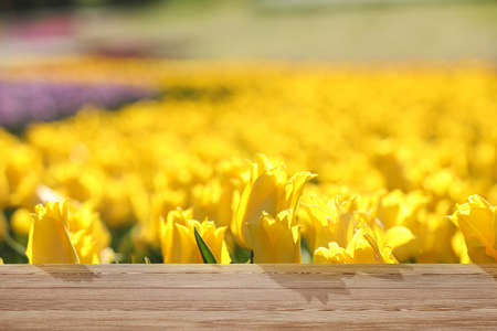 Empty wooden surface in field with blossoming tulips on sunny dayの写真素材