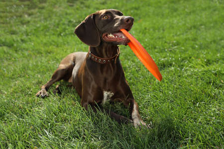 Cute German Shorthaired Pointer dog playing with flying disk in park