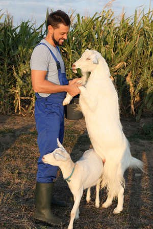 Man with goats at farm. Animal husbandryの写真素材