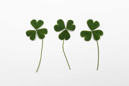 Green clover leaves on white background, flat layの写真素材