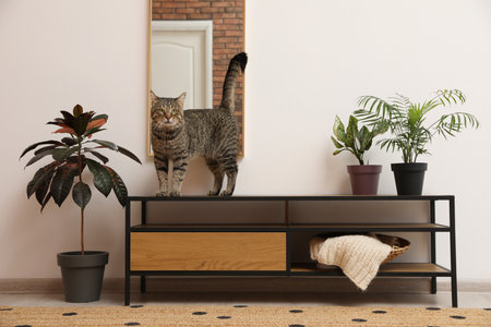 Cute tabby cat on shelving unit indoorsの写真素材
