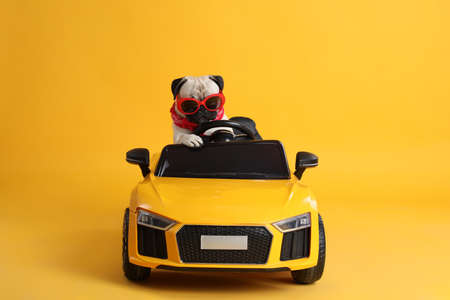 Funny pug dog with sunglasses in toy car on yellow background