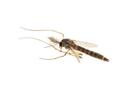 Closeup view of mosquito on white background