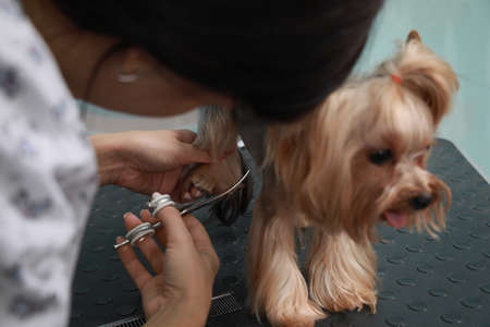 Professional groomer giving stylish haircut to cute dog in pet beauty salon, closeupの写真素材