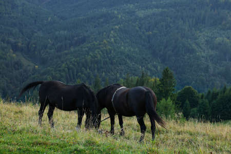 Beautiful horses grazing on meadow in mountainsの写真素材