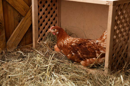 Beautiful chicken in nesting box with eggs inside of henhouseの写真素材