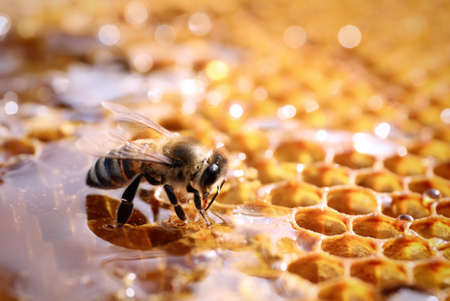 Closeup view of fresh honeycomb with beeの写真素材