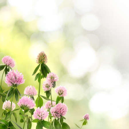 Beautiful blooming clover flowers on blurred background, bokeh effect. Space for textの写真素材