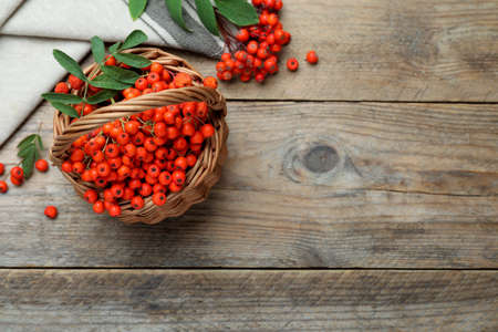 Fresh ripe rowan berries with green leaves on wooden table, flat lay. Space for textの写真素材