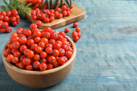 Fresh ripe rowan berries in wooden bowl on light blue table, space for textの写真素材