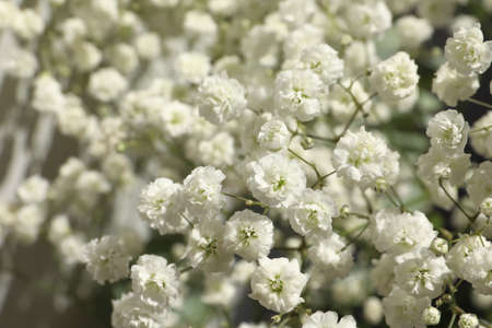 Closeup view of beautiful white gypsophila plantの写真素材