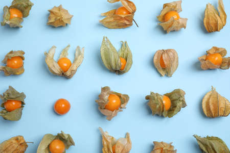 Ripe physalis fruits with dry husk on light blue background, flat layの写真素材