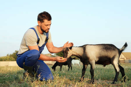 Man feeding goat at farm. Animal husbandryの写真素材